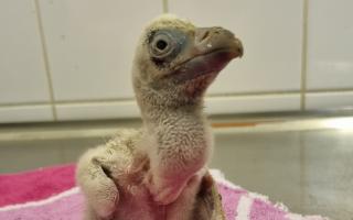 Newborn vulture chick Rupert, who was hand reared in an incubator at London Zoo